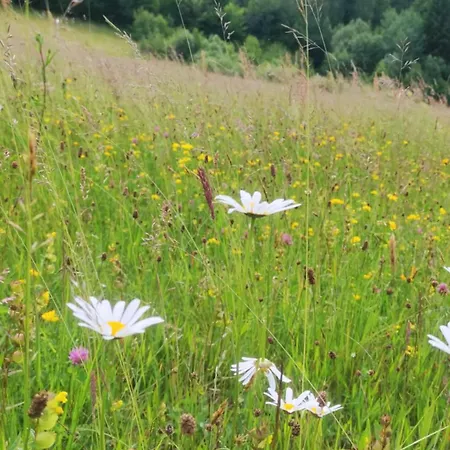 On The Hill Brasov